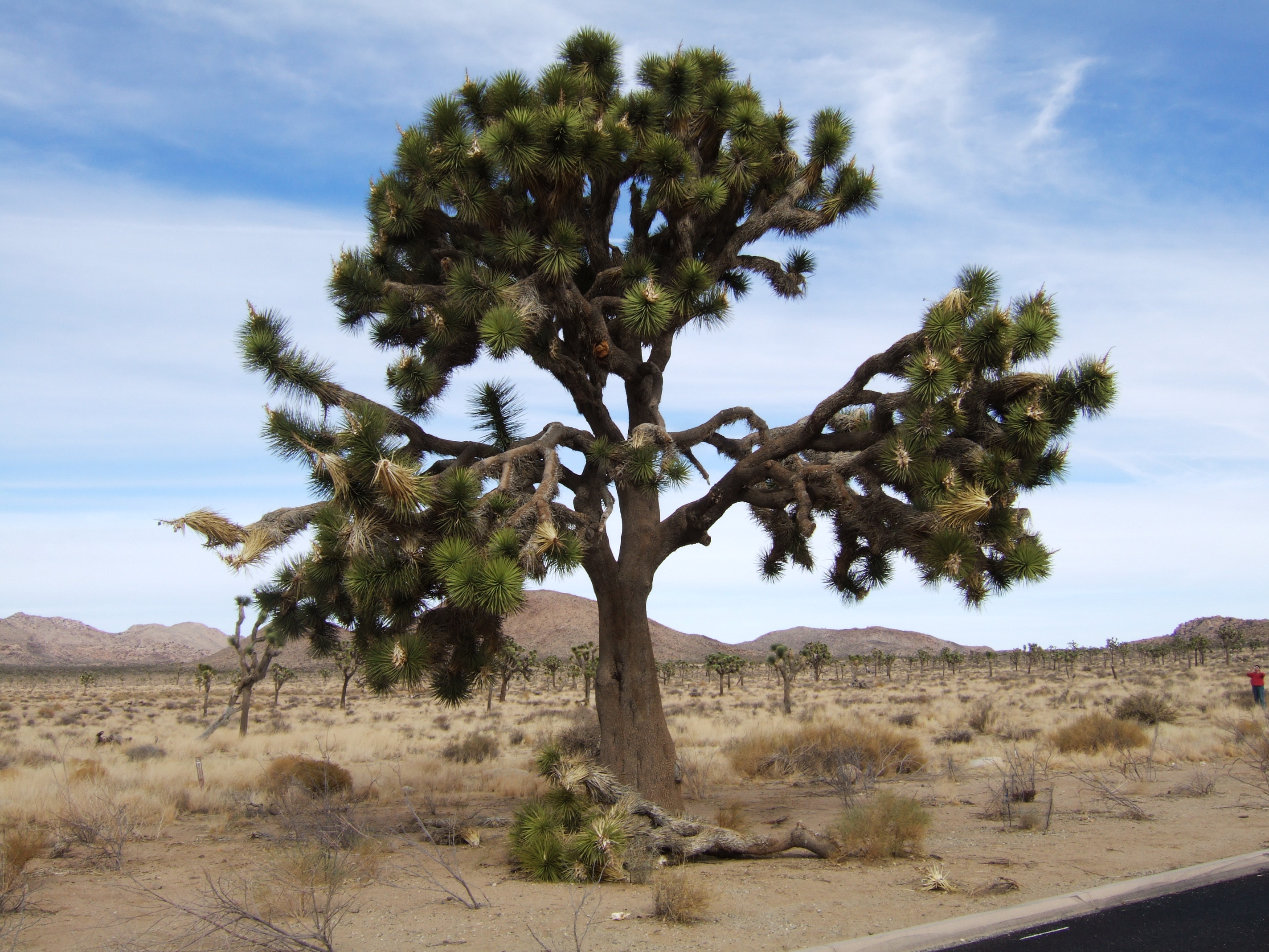 Joshua Tree NP